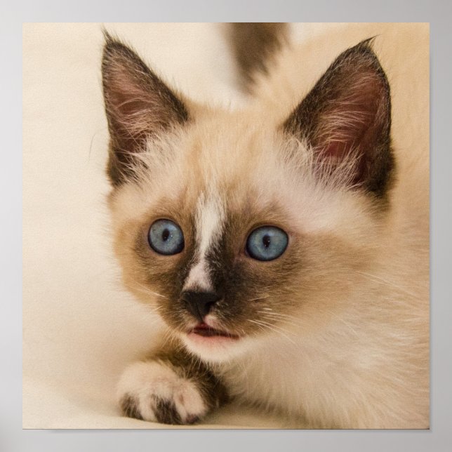 Poster Gatinho Bonito com Olhos Azuis (Frente)