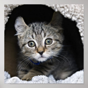 Póster Gatinho bonito do lince das montanhas
