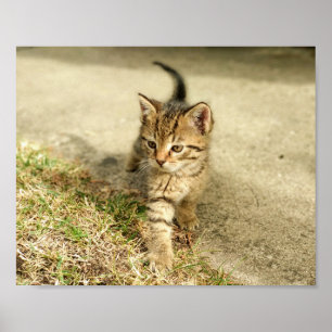 Poster Gatinho bonito, foto pequena do gato