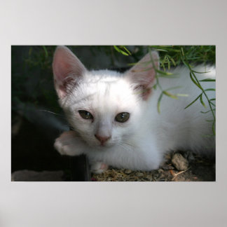 Poster Gatinho branco