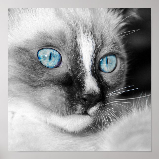 Poster Gatinho Branco com Olhos Azuis (Frente)