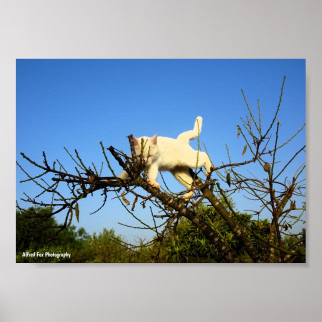 Poster Gatinho Branco Desajeitado na Amendoeira (Frente)