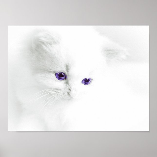 Póster Gatinho branco macio com olhos roxos (Frente)