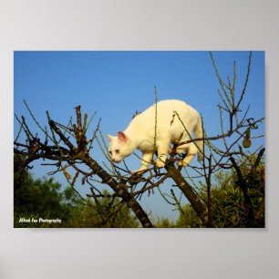 Poster Gatinho Branco na Amendoeira