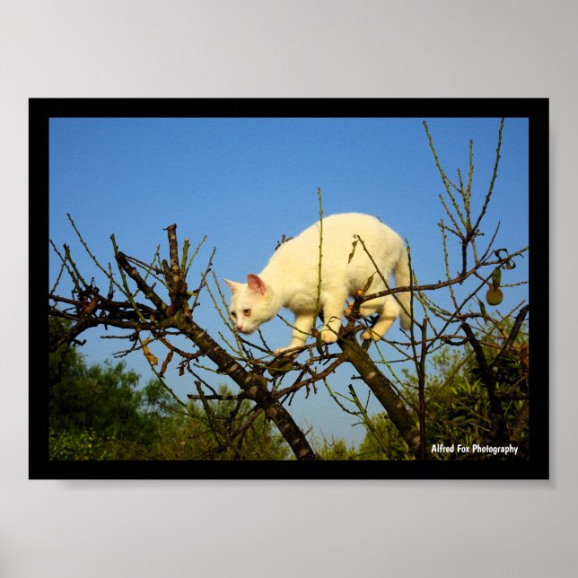 Poster Gatinho Branco na Amendoeira (Frente)