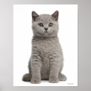 Póster Gatinho britânico de Shorthair (10 semanas velho)