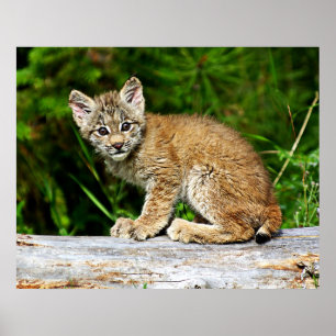 Póster Gatinho canadense do lince