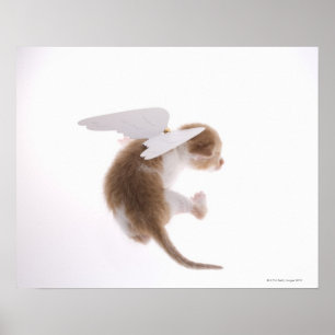 Póster Gatinho com asas de anjo acopladas à parte traseir