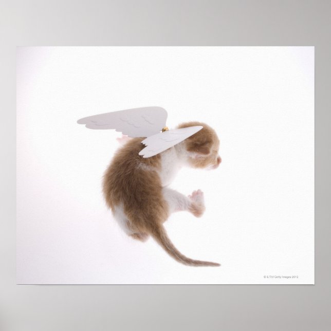 Póster Gatinho com asas de anjo acopladas à parte traseir (Frente)