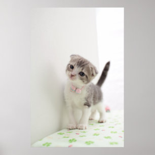 Póster Gatinho da dobra do Scottish