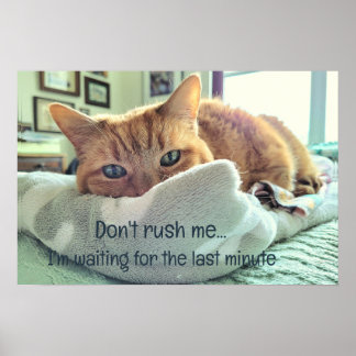 Poster Gatinho de Ativação