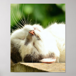 POSTER GATINHO DE NAVEGAÇÃO