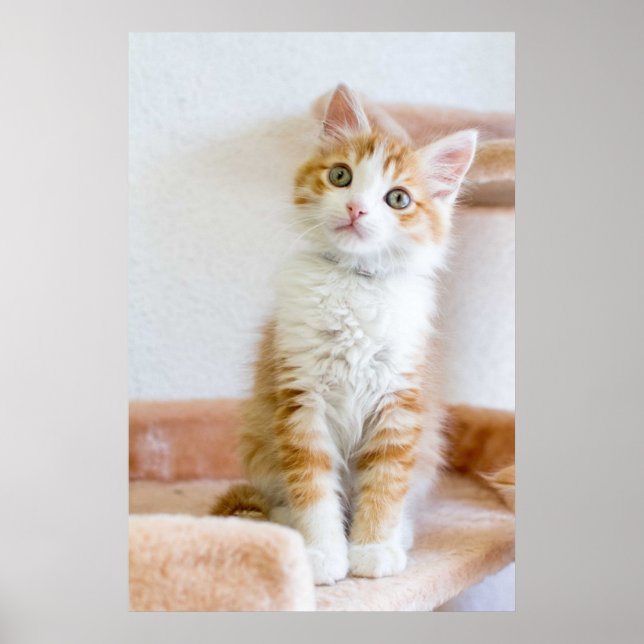 Poster Gatinho de olhos azuis doce (Frente)