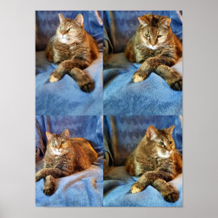 POSTER GATINHO DE PENSAMENTO PROFUNDO