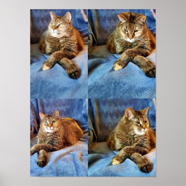 POSTER GATINHO DE PENSAMENTO PROFUNDO (Frente)