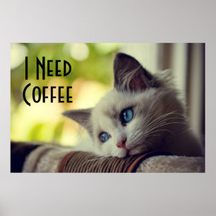 Poster Gatinho de Ragdoll