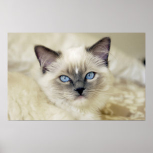 Póster Gatinho de Ragdoll