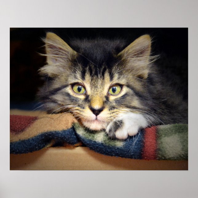 Póster Gatinho de Tabby Pensado (Frente)