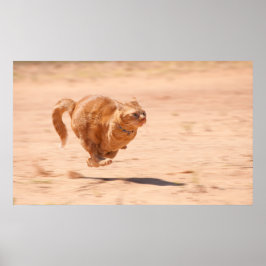 Póster Gatinho de Zoom