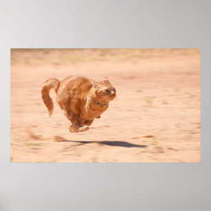 Póster Gatinho de Zoom