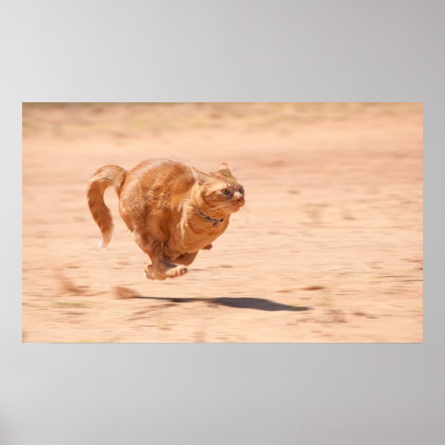 Póster Gatinho de Zoom (Frente)