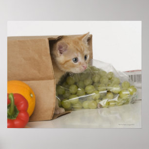 Póster Gatinho dentro da bolsa de compra
