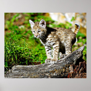 Poster Gatinho do lince
