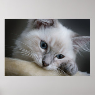 Poster gatinho do ragdoll