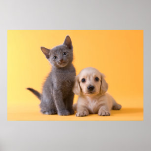 Póster Gatinho do russo e filhote de cachorro azuis do