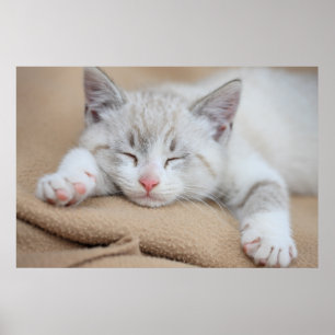 Póster Gatinho do sono