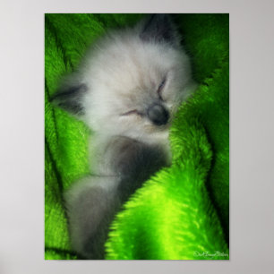 Póster Gatinho do sono