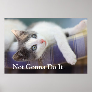 Póster Gatinho doce na cama da xadrez