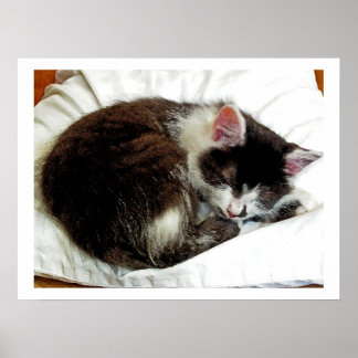 Poster Gatinho dormindo no computador branco