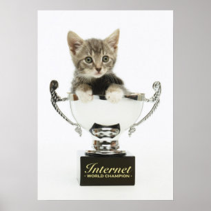 Poster Gatinho em um troféu