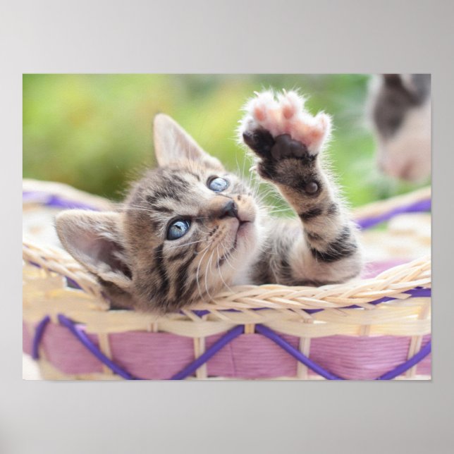 Poster Gatinho Em Uma Cesta (Frente)