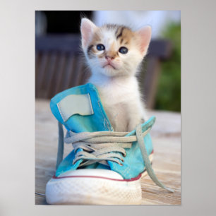 Póster Gatinho em uns calçados