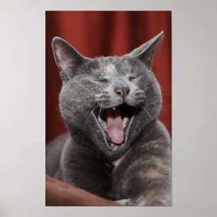 Poster Gatinho engraçado