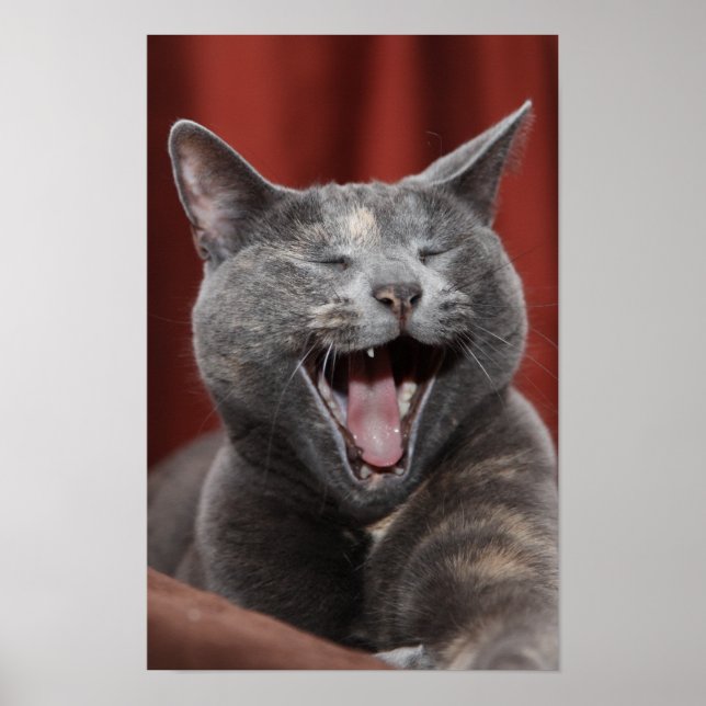 Poster Gatinho engraçado (Frente)