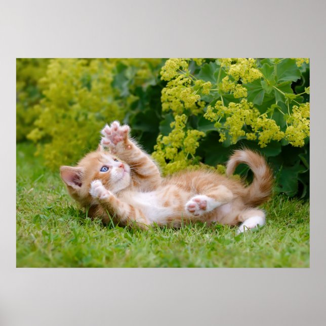 Poster Gatinho engraçado bonito brincando num jardim flor (Frente)