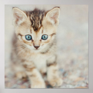 Poster Gatinho Eyed azul