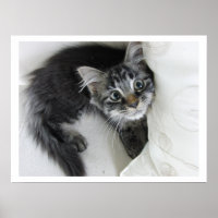 Gatinho Gatinho, Olhos Grandes