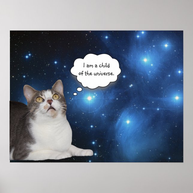 Poster Gatinho Gato-Star Gazer (Frente)