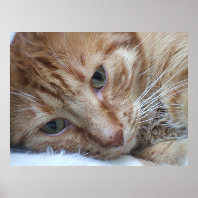 Póster Gatinho Laranja (Frente)