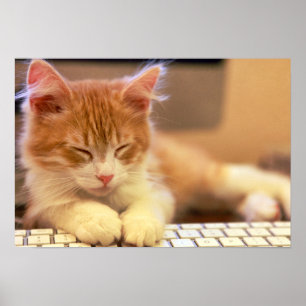 Póster Gatinho Laranja Bonito Cai No Sono