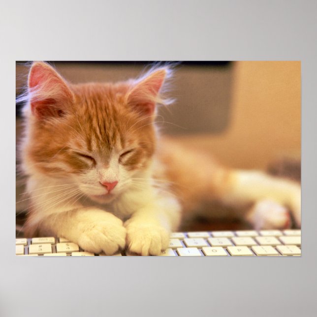 Póster Gatinho Laranja Bonito Cai No Sono (Frente)