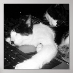 Póster Gatinho Lovings…