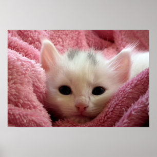 Póster Gatinho macio doce