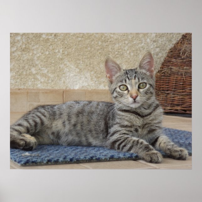 Poster Gatinho Majestoso (Frente)