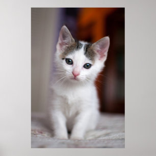 Poster Gatinho manchado branco