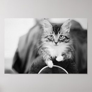Póster Gatinho na cadeira